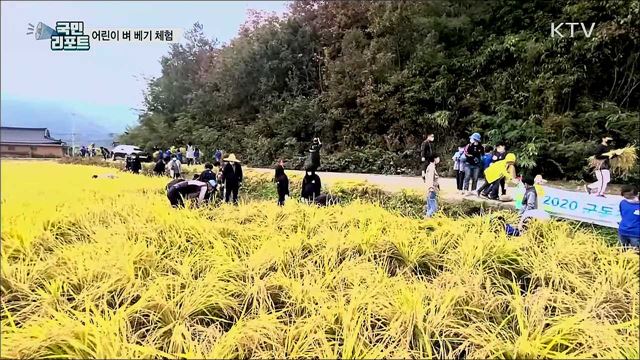 어린이 벼 베기 체험···쌀의 소중함 배워