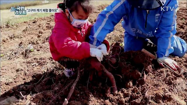 가족과 유치원생들 '고구마 캐기 체험' 즐겨