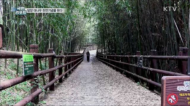 담양 태목리 대나무 군락···천연기념물 된다