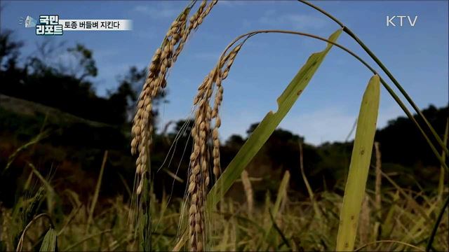 '맛의 방주' 등재···토종쌀 버들벼 지킨다