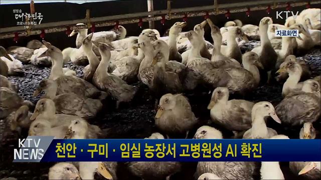 천안·구미·임실 농장서 고병원성 AI 확진