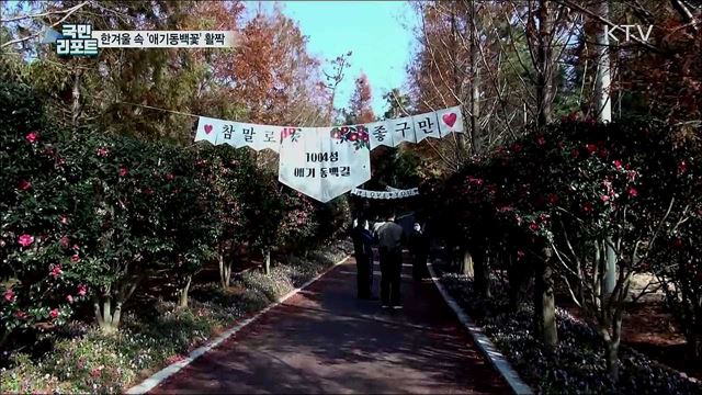 한겨울 속 '애기동백꽃' 활짝···"기분 전환해요"