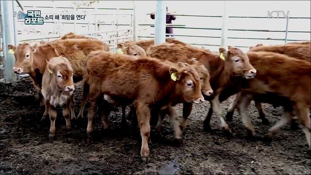 2021년 신축년 소띠 해···횡성 한우마을에 가다