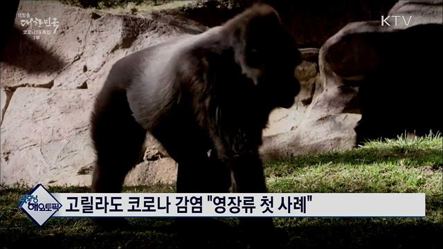 고릴라도 코로나 감염 "영장류 첫 사례" [굿모닝 해외토픽]