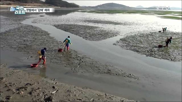 한겨울 건강식품 '감태'···갯벌 채취 한창