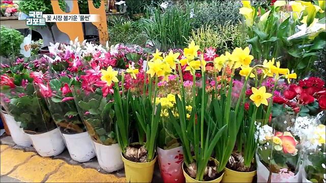오늘 입춘···꽃 시장 봄 향기 가득