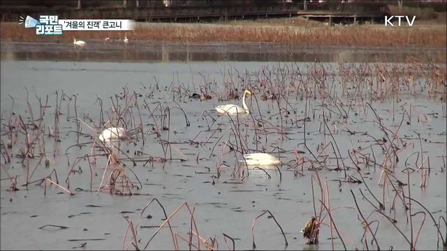 '겨울의 진객' 큰고니 우아한 자태 뽐내