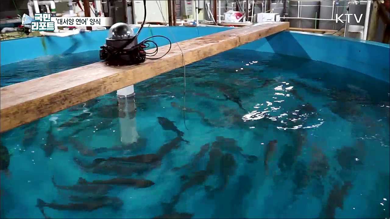 '대서양 연어' 양식···동해안에서 키운다