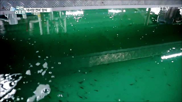 '대서양 연어' 양식···동해안에서 키운다