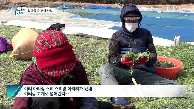 남부 지방 섬마을 쑥 캐기 작업 한창