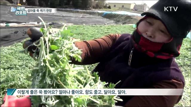 남부지방 섬마을 쑥 캐기 작업 한창