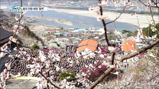 섬진강 따라 매화 활짝···봄기운 가득