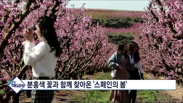 분홍색 꽃과 함께 찾아온 '스페인의 봄' [굿모닝 해외토픽]