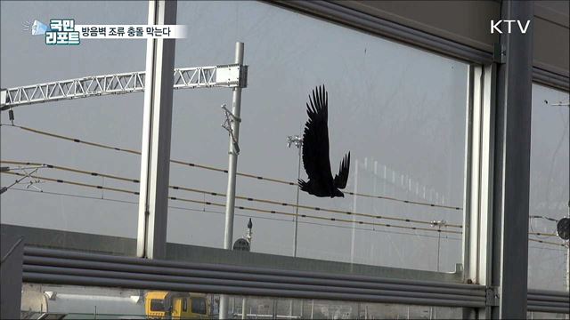 조류 죽음의 방음벽···충돌 방지 무늬 확대한다