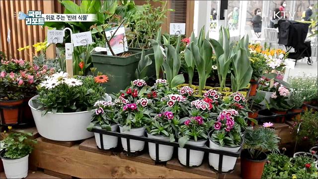 녹색의 위로 '반려 식물', 관련 시설·교육 인기