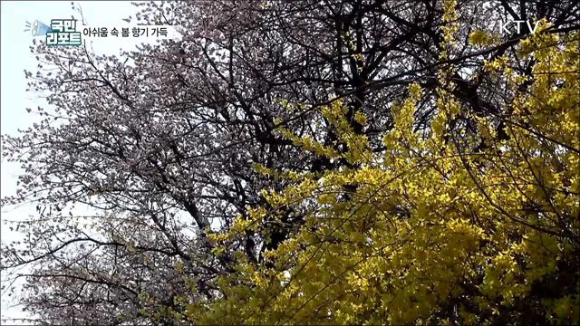 봄 향기 가득···설악산 희귀식물 만나요