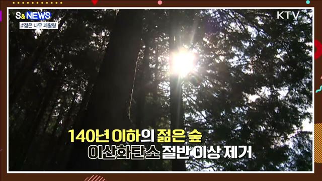 폐활량이 더 좋은 젊은 나무···식목의 이유 [S&News]