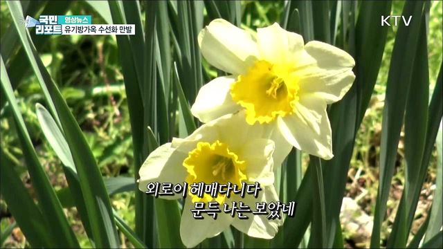 유기방가옥 수선화 만발 [한국의 美]
