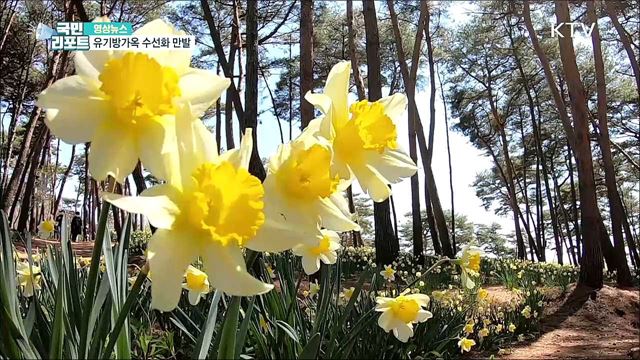 유기방가옥 수선화 만발 [한국의 美]