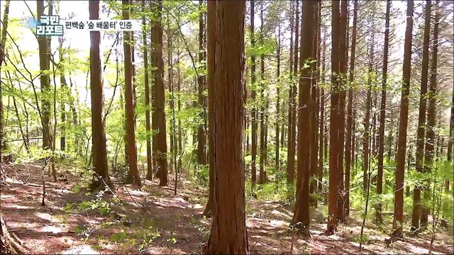 장성 축령산 편백숲 '숲 배움터' 국제 인증