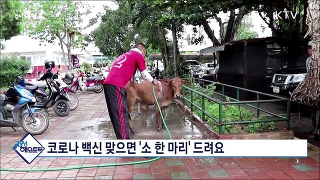 코로나 백신 맞으면 '소 한 마리' 드려요 [굿모닝 해외토픽]