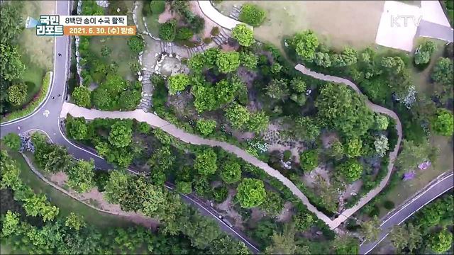 도초도에 8백만 송이 수국 활짝, 장관 연출