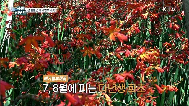 신안섬에 '애기범부채꽃' 3천만 송이 활짝 