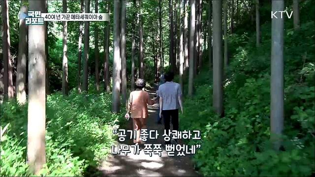 40여 년 정성으로 가꾼 '메타세쿼이아 숲' 인기