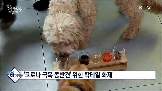 '코로나 극복 동반견' 위한 칵테일 화제 [굿모닝 해외토픽]