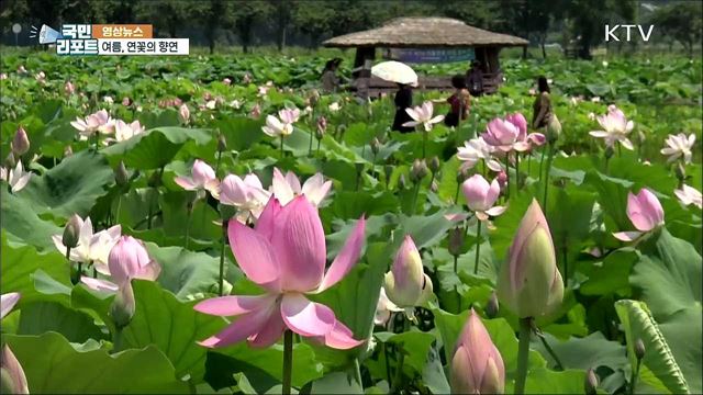 여름, 연꽃의 향연 [한국의 美]