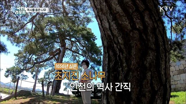 역사를 품은 '인천의 나무'를 보다  