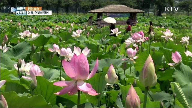 여름, 연꽃의 향연 [한국의 美]