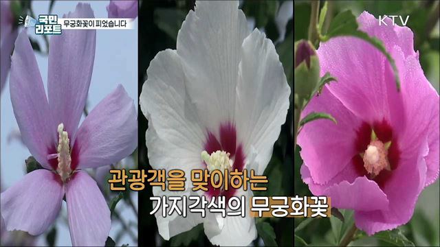 국립세종수목원, '무궁화꽃'으로 물들다