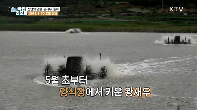 전국 최대 생산, 신안의 명물 '왕새우' 출하