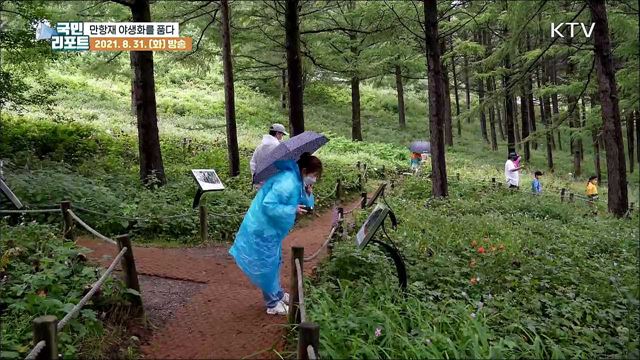 함백산 만항재, 야생화를 품다