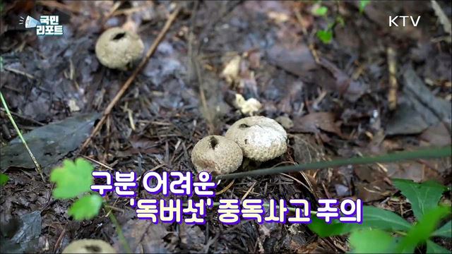 가을 산행 '독버섯' 주의, 함부로 먹으면 큰일 