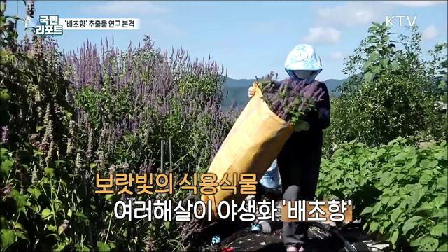 야생화 '배초향' 바이러스 대응 물질 연구 활발