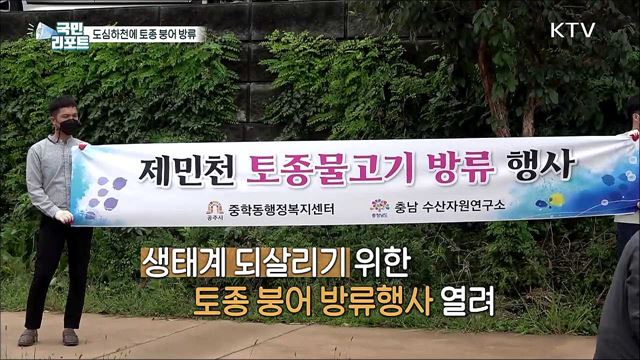 도심하천 생태복원을 위해 '토종 붕어' 방류