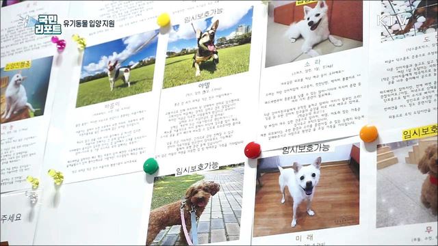 유기동물 입양 지원, 인식 변화가 중요