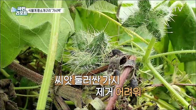 식물계 황소개구리 '가시박' 신음하는 생태계