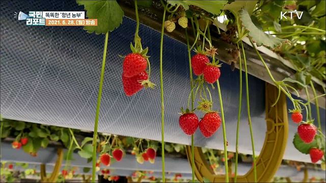 '스마트 농장'으로 꿈 키우는 청년 농부들
