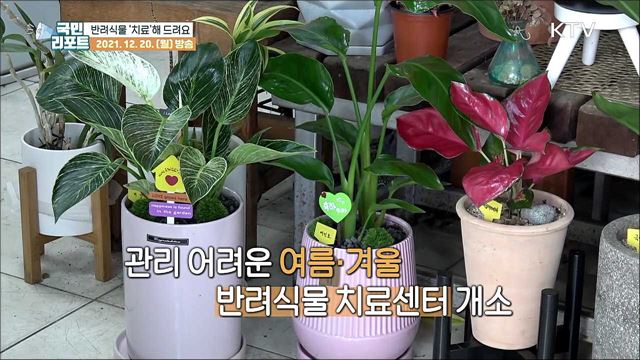 "아픈 식물 데리고 오세요" 대구 반려식물 치료센터