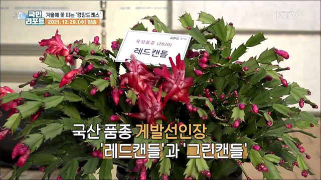 게발선인장 신품종, 겨울에 꽃 피는 '캉캉드레스'