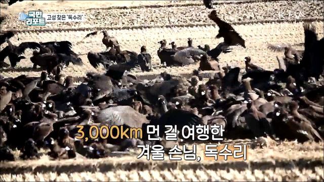 몽골에서 고성까지 '독수리' 날아오는 이유는?