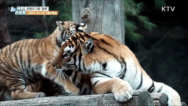 2022년 신성·용맹의 상징 '호랑이의 해’