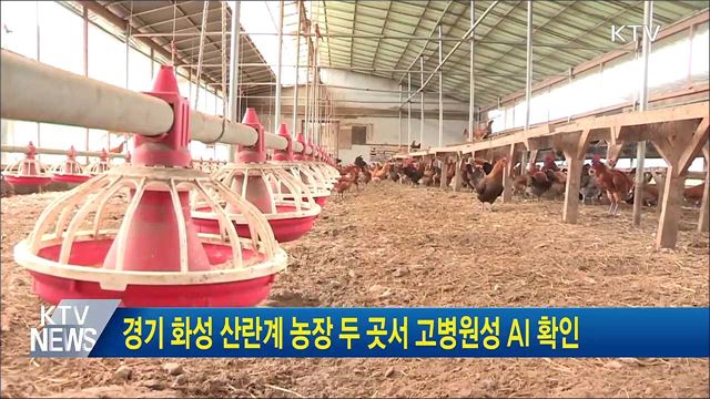경기 화성 산란계 농장 두 곳서 고병원성 AI 확인