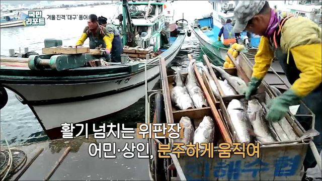 돌아온 '겨울 진객' 대구, 수정란 방류로 풍어