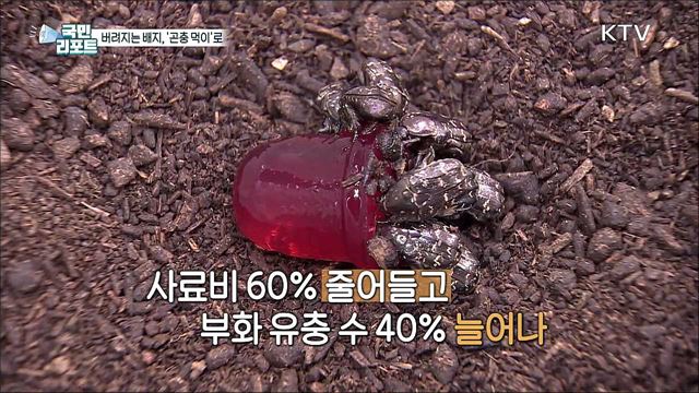 버섯 재배 후 버려지는 배지 활용한 '곤충 먹이'