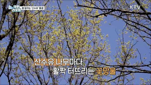 봄의 전령사, 아름다운 '산수유' 활짝 