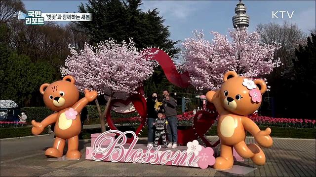 봄의 낭만이 활짝 '대구 이월드 벚꽃길' 인기